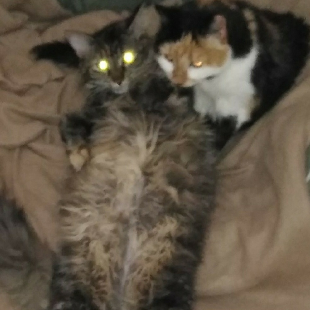 Meet your Posher, Mackenzie